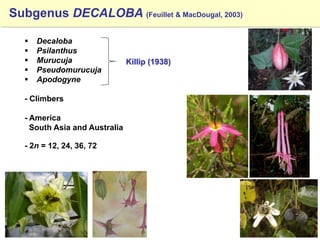 Study of the genetic diversity of the genus PassifloraL. and its distribution in Colombia