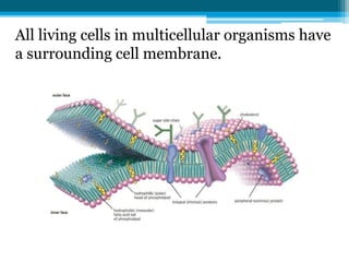 All living cells in multicellular organisms have
a surrounding cell membrane.
 