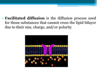 • Facilitated diffusion is the diffusion process used
for those substances that cannot cross the lipid bilayer
due to their size, charge, and/or polarity
 
