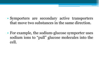 • Symporters are secondary active transporters
that move two substances in the same direction.
• For example, the sodium-glucose symporter uses
sodium ions to “pull” glucose molecules into the
cell.
 