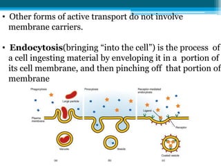 • Other forms of active transport do not involve
membrane carriers.
• Endocytosis(bringing “into the cell”) is the process of
a cell ingesting material by enveloping it in a portion of
its cell membrane, and then pinching off that portion of
membrane
 