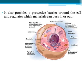 • It also provides a protective barrier around the cell
and regulates which materials can pass in or out.
 