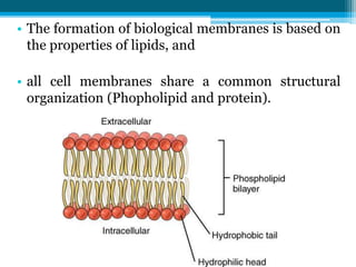 • The formation of biological membranes is based on
the properties of lipids, and
• all cell membranes share a common structural
organization (Phopholipid and protein).
 