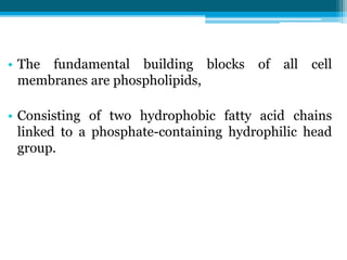 • The fundamental building blocks of all cell
membranes are phospholipids,
• Consisting of two hydrophobic fatty acid chains
linked to a phosphate-containing hydrophilic head
group.
 