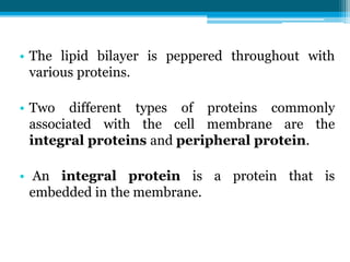 • The lipid bilayer is peppered throughout with
various proteins.
• Two different types of proteins commonly
associated with the cell membrane are the
integral proteins and peripheral protein.
• An integral protein is a protein that is
embedded in the membrane.
 