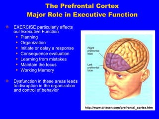 The Prefrontal Cortex  Major Role in Executive Function EXERCISE particularly affects our Executive Function Planning Organization Initiate or delay a response Consequence evaluation Learning from mistakes Maintain the focus  Working Memory Dysfunction in these areas leads to disruption in the organization and control of behavior http://www.driesen.com/prefrontal_cortex.htm 