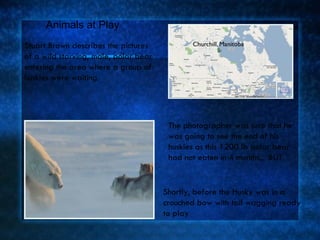 Stuart Brown describes the pictures of a wild starving, male, polar bear entering the area where a group of huskies were waiting. The photographer was sure that he was going to see the end of his huskies as this 1200 lb polar bear had not eaten in 4 months.,  BUT Animals at Play Shortly, before the Husky was in a crouched bow with tail wagging ready to play 