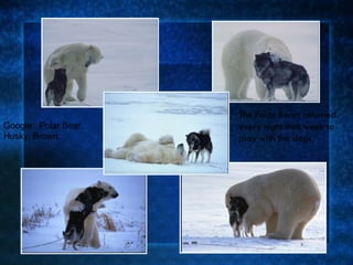 The Polar Bears returned every night that week to play with the dogs Google:  Polar Bear, Husky, Brown. 