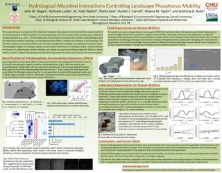 Hydrological-Microbial Interactions Controlling Landscape Phosphorus Mobility
John M. Regan1, Nicholas Locke1, M. Todd Walter2, Sheila Saia2, Hunter J. Carrick3, Shayna M. Taylor3, and Anthony R. Buda4
Introduction Field Experiments on Stream Biofilms
Conclusions and Future Work
Identification of Polyphosphate-Accumulating Organisms (PAOs)
This project focuses on phosphorus (P) mobilization-retention roles played by microbial activities unique to parts of
the landscape prone to different patterns of saturating-drying cycles, from continuously saturated (e.g., streams) to
variably saturated (e.g., soils). The immediate goal of this project is to improve the scientific understanding of how
the interactions between hydrology and microbial processes affect P mobility and retention in the landscape. The
long-term objective is to develop better land- and water-management strategies that capitalize on improved hydro-
microbiological insights for reducing nonpoint source nutrient enrichment of freshwater bodies. Current activities
are focused on polyphosphate (polyP) retention and release by polyP-accumulating organisms (PAOs) in stream
biofilms, in which oxygenic phototrophy and respiration induce diurnal aerobic and anaerobic microenvironments.
We carried out a series of experiments in July-August of 2014 that provided a direct link between watershed P-loading and in-
stream storage of total P (TP) and polyP in resident stream biofilms. Vials fitted with porous caps dispensed six levels of P-
loading (0-1,000 ug P/L/day) at four sequential flumes situated within the FD-36 experimental watershed (Fig 5). After 14 days of
deployment, microbiology techniques were used to measure chlorophyll (biomass proxy) and P storage by pro- and eukaryotic
components of the biofilm assemblage. Results showed no difference biomass distribution at each location and P loading, but a
strong correlation between P storage and P loading as well as biofilm polyP and TP (Fig 6).
• Bacterial PAO populations from stream biofilms were quite dissimilar from those typically enriched in wastewater treatment plants with
enhanced biological phosphorus removal. FISH and polyP co-localization confirmed the identification of bacteria with this phenotype,
and the method is being expanded to the analysis of soil communities from the FD-36 watershed.
• Stream biofilms appear to accumulate excess P, predominantly as polyP, as a function of external P-loading and independent of biofilm
biomass levels. The role of taxonomic composition on storage is ongoing.
• Diurnal oxic and anoxic conditions, imposed on the bulk water in these experiments but arising naturally in biofilm microenvironments
due to oxygenic phototrophy and respiration, promoted P release and removal in stream biofilms, likely due to PAO activity.
1 Dept. of Civil & Environmental Engineering, Penn State University; 2 Dept. of Biological & Environmental Engineering, Cornell University; 3
Dept. of Biology & Institute for Great Lakes Research, Central Michigan University; 4 USDA-ARS Pasture Systems and Watershed
Management Research Unit, PA
Acknowledgement
This project is supported by USDA National Institute of Food and Agriculture award no. 2014-67019-21636.
Laboratory Experiments on Stream Biofilms
Bench-top experiments were conducted using stream biofilms to determine the
conditions in which these microbial assemblages take up and release P.
Established biofilms were transferred to the lab (Fig 7) and subjected to various
treatments. Systems with diurnal aerobic and anaerobic cycling showed P
release under anaerobic conditions and P reductions during aeration,
suggesting involvement of PAOs. Cation (i.e., Ca, K, and Mg) uptake and release
mimicked phosphate cycling, which could be a result of known cation
accumulation by PAOs and/or chemical precipitation of cation-P. Fe and S were
not correlated with changes in P or redox conditions.
Fig 2. DAPI stains poly-P yellow, and PAO were
separated by fluorescence-activated cell sorting.
Fig 3. Putative PAO communities showed similarities within stream productivity groupings.
Benthic biofilm PAO populations were distinct from those found in enhanced biological
phosphorus removal wastewater treatment systems (denoted with red box).
Fig 1. Biofilms collected from 1 – E. Hickory Cr.,
2 – Cowanesque R., 3 – Red Clay Cr., 4 – Cooks
Cr., 5 – Penns Cr., 6 – Spring Cr.
Fig 4. PAOs in East Hickory Ck.
identified by FISH with probe RHO-
PAO. Images show (a) nucleic acids,
(b) poly-P granules, (c) RHO-PAO
probe, and (d) EUB-338 mix probe
Fig 5. The FD-36 Experimental Watershed image with flume
locations, and deployment of vials with porous caps.
Fig 8. Observed (points) and modeled (lines)
concentrations of (A) P, (B) Ca, (C) K, (D) Mg, (E) Fe2+, and
(F) total S in the surrounding water as a function of time
for treatment 1 (T1; alternating anaerobic/aerobic
conditions) and treatment 2 (T2; aerobic conditions
only). Black bar indicates periods when T1 was
anaerobic, and non-marked periods for T1 were aerobic.
Fig 7. Biofilms from Cascadilla Cr. Watershed,
NY were taken to the laboratory for testing.
Surprisingly little is known about PAOs in natural environments. We collected benthic biofilms from six
PA streams representing a range of conditions and productivities (Fig 1). DAPI was used to stain
intracellular polyP yellow (Fig 2). We then used flow cytometry with cell sorting to separate putative
PAOs based on their DAPI-imparted yellow fluorescence (Fig 2). These sorted cells were sequenced
using MiSeq 16S rRNA gene sequencing (Fig 3), and sequences of putative PAO populations were used
to design oligonucleotide probes for microscopic colocalization of DAPI-stained polyP and fluorescent
in situ hybridization (FISH) targeting the putative PAO (Fig 4).
Fig 6. While productivity was not affected by P loading (not shown), biofilm
TP increased with increasing P loading (left), and there was a strong
correlation between polyP and TP in these two-week biofilms (right).
 