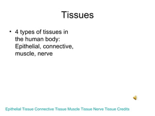 Tissues ,[object Object],Epithelial Tissue   Connective Tissue   Muscle Tissue   Nerve Tissue   Credits 