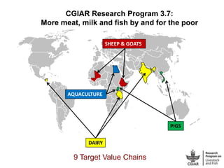 CGIAR Research Program 3.7:
More meat, milk and fish by and for the poor

                     SHEEP & GOATS




       AQ...