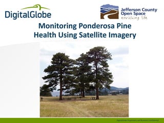 Monitoring Ponderosa Pine
Health Using Satellite Imagery

DigitalGlobe Proprietary and Business Confidential

 