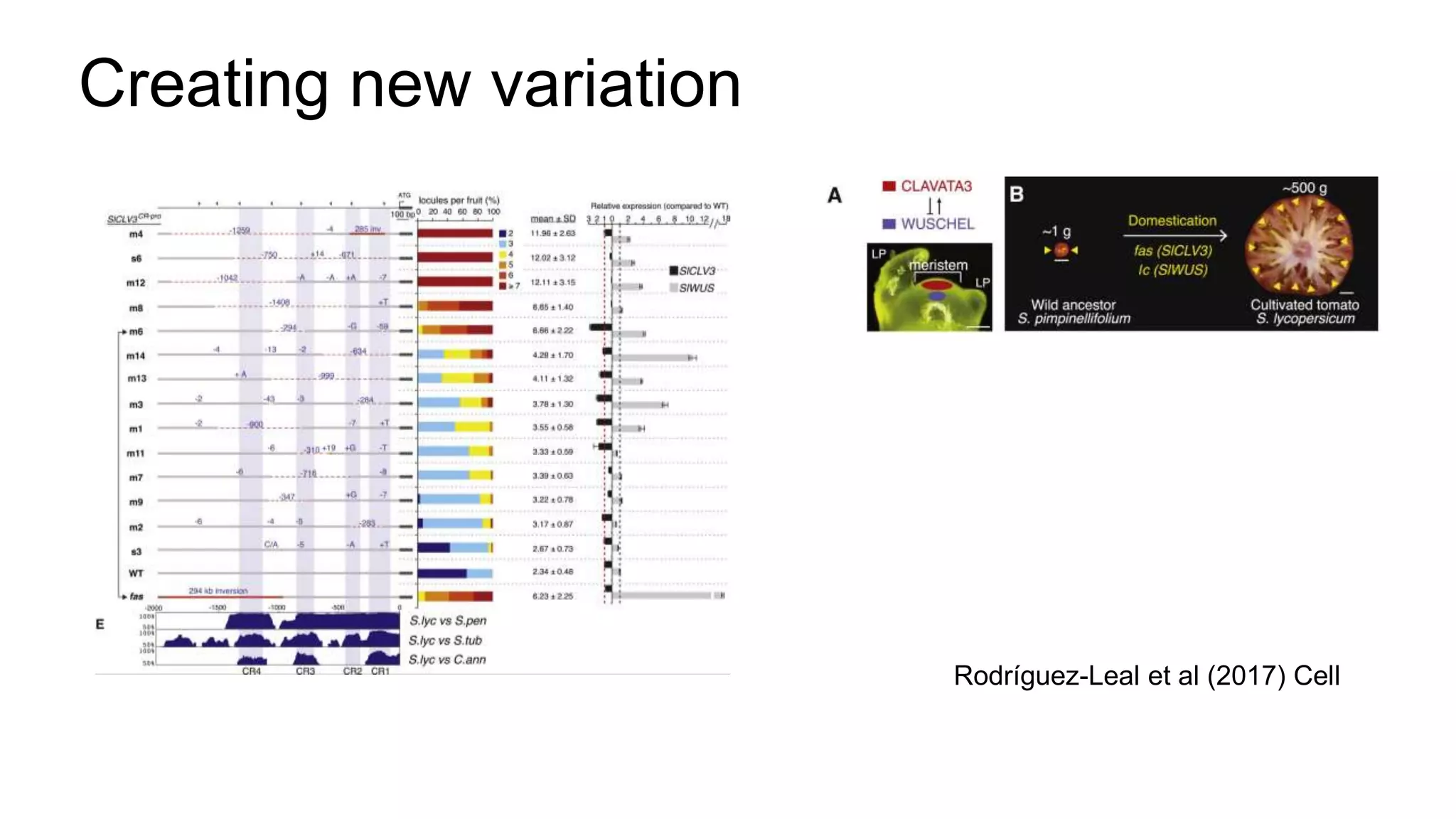 Rodríguez-Leal et al (2017) Cell
Creating new variation
 