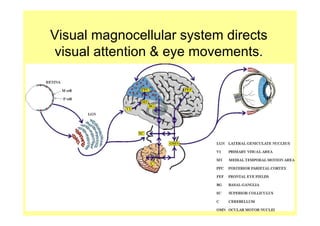 Visual magnocellular system directs
 visual attention & eye movements.
 