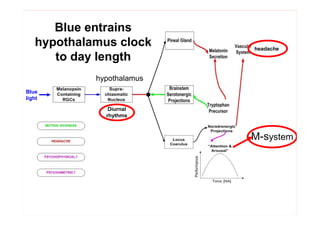 Blue entrains
   hypothalamus clock                                 headache
      to day length
            hypothalamus
Blue
light

               Diurnal
              rhythms



                                                     M-system




                           B - Dull Shifting   Y - Highly Labile
 