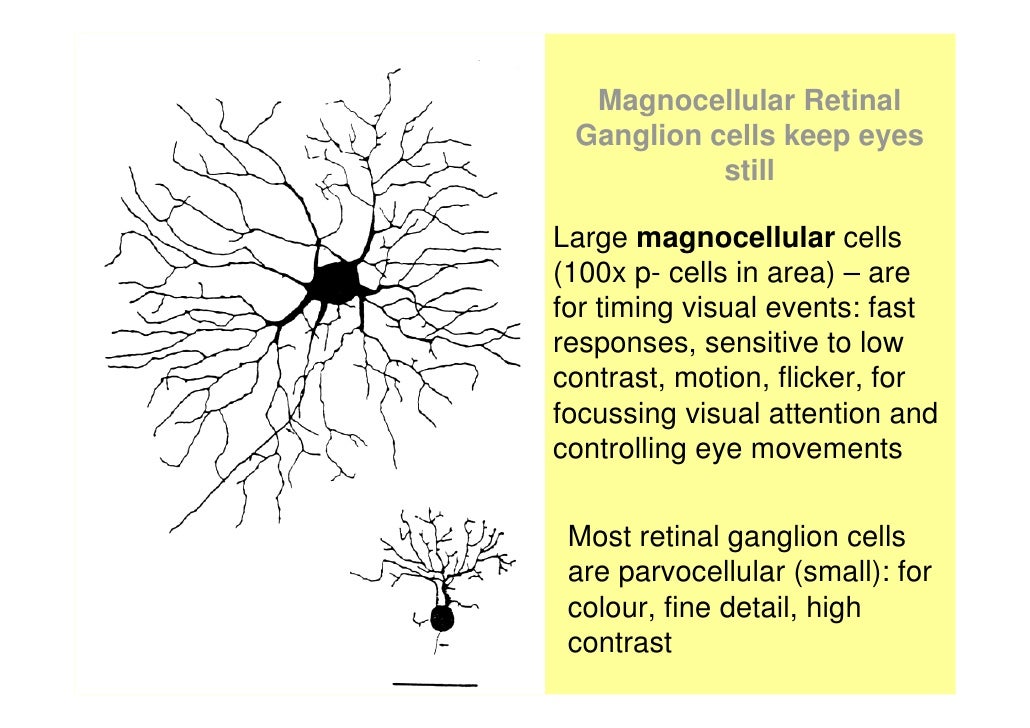 Wobble, Warbles and Fish the brain basis of dyslexia