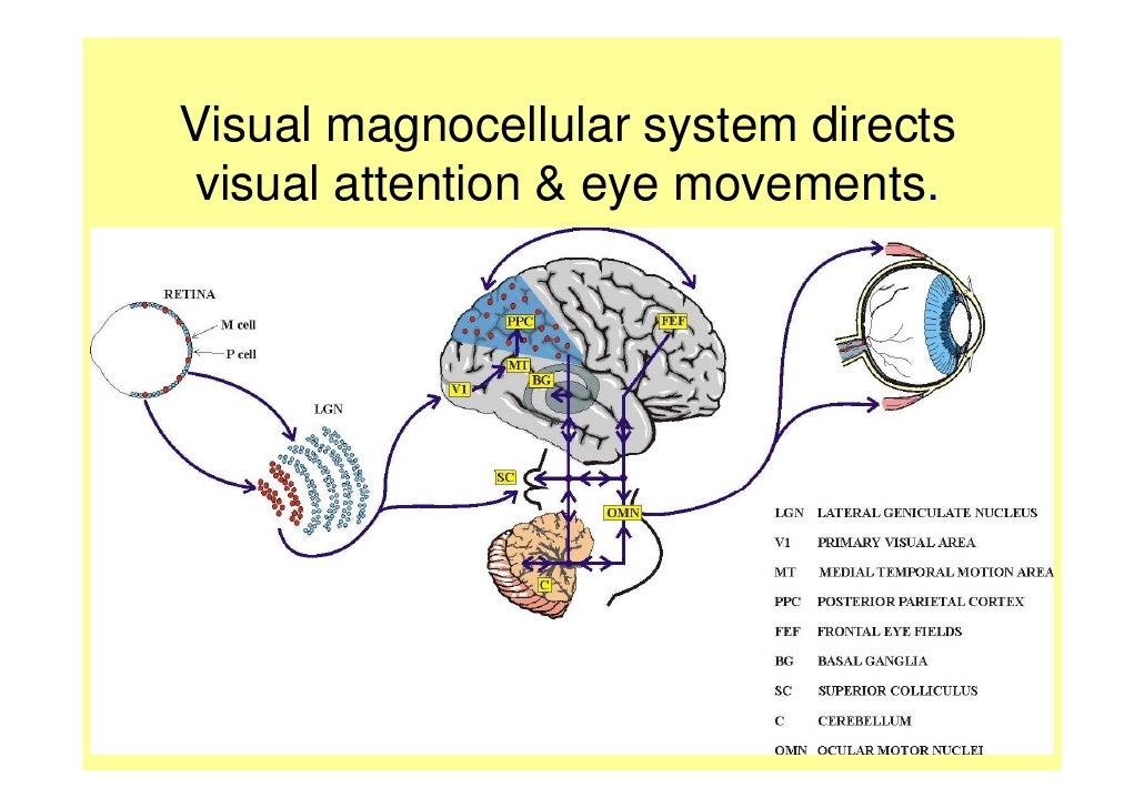Wobble, Warbles and Fish the brain basis of dyslexia