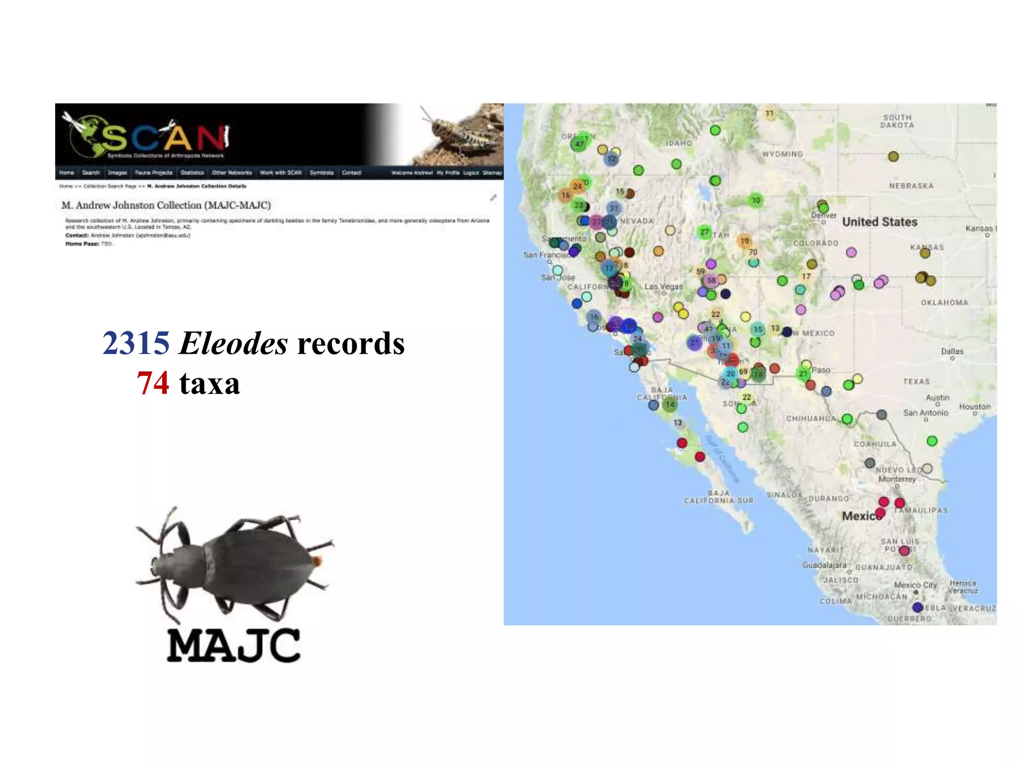 2315 Eleodes records
74 taxa
 