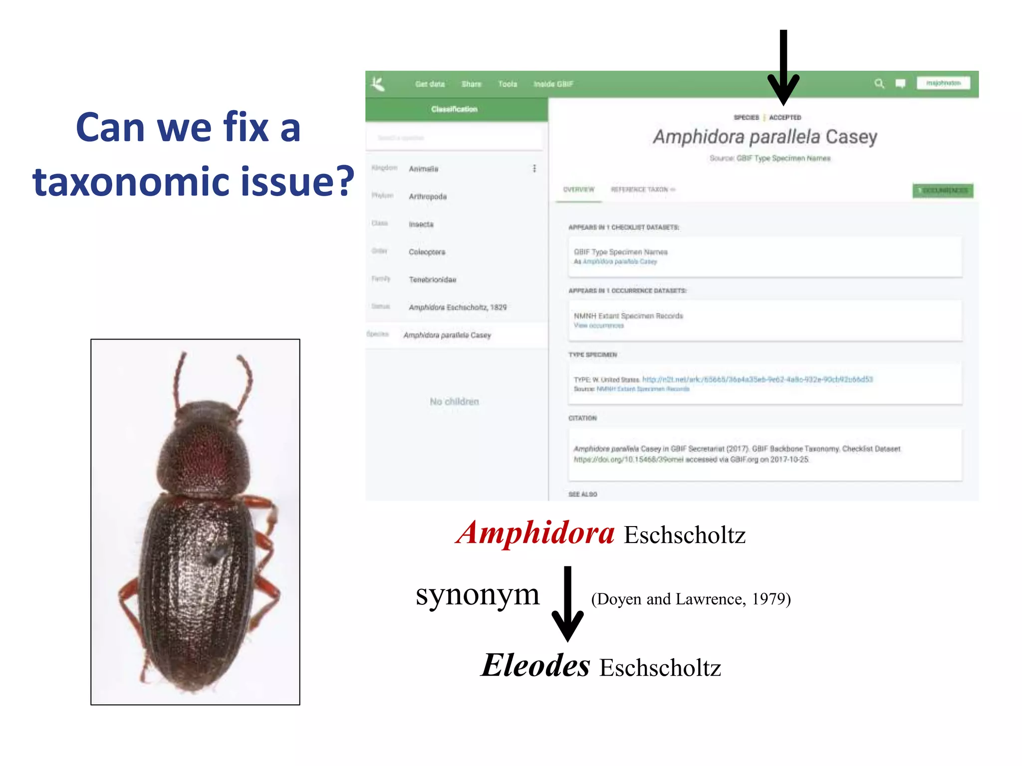 Amphidora Eschscholtz
synonym (Doyen and Lawrence, 1979)
Eleodes Eschscholtz
Can we fix a
taxonomic issue?
 