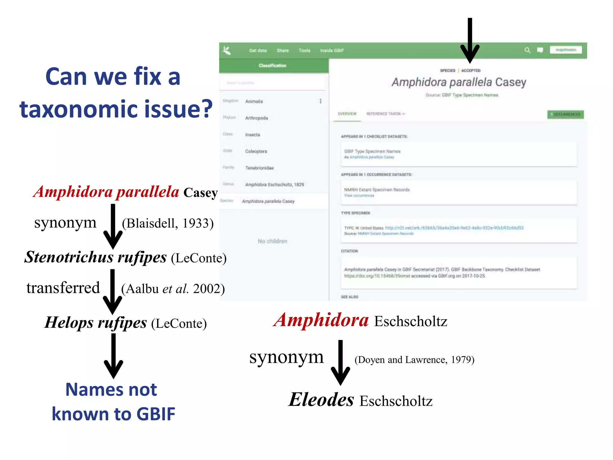 Amphidora Eschscholtz
synonym (Doyen and Lawrence, 1979)
Eleodes Eschscholtz
Can we fix a
taxonomic issue?
Amphidora parallela Casey
synonym (Blaisdell, 1933)
Stenotrichus rufipes (LeConte)
transferred (Aalbu et al. 2002)
Helops rufipes (LeConte)
Names not
known to GBIF
 