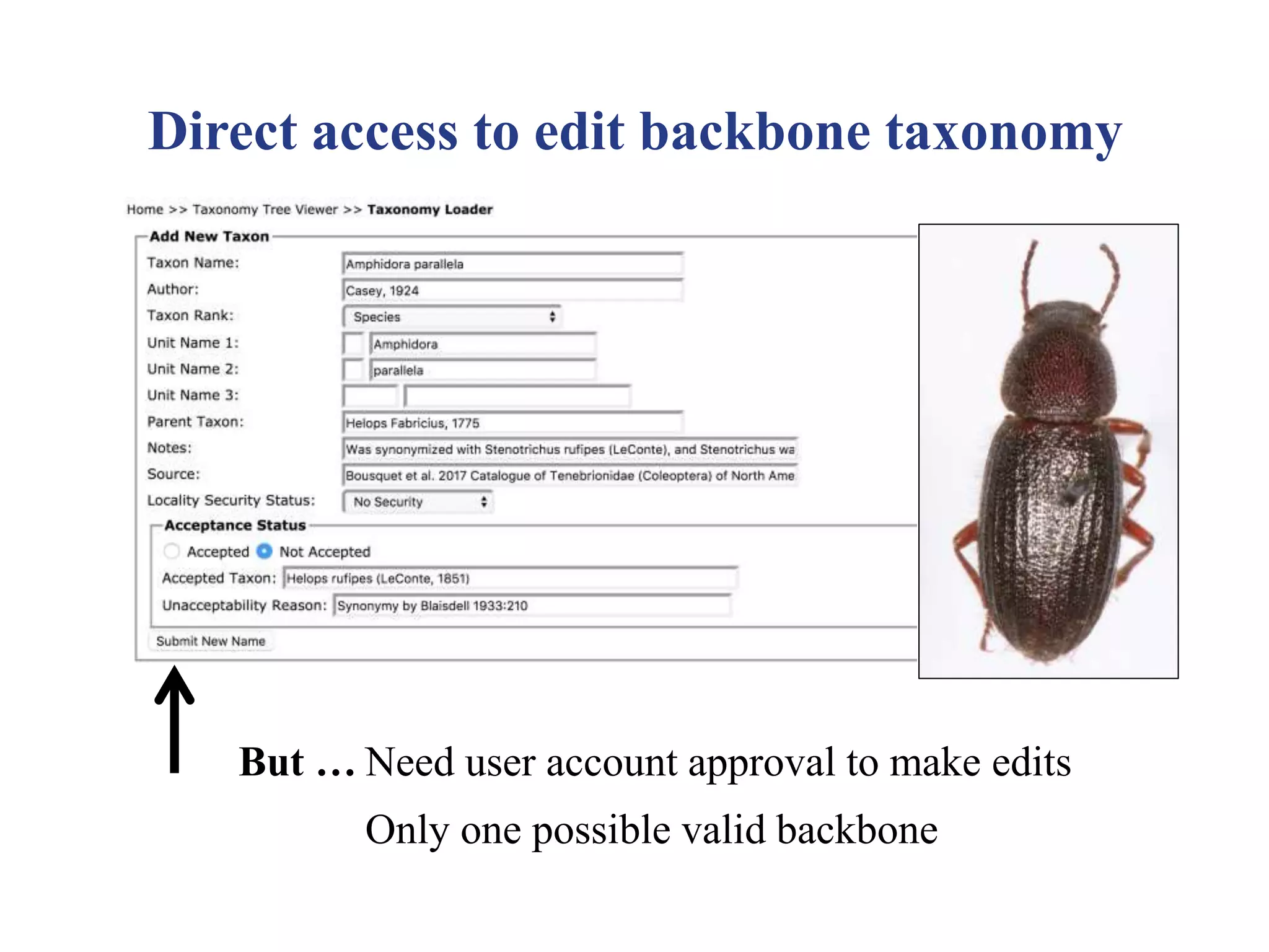 Direct access to edit backbone taxonomy
But … Need user account approval to make edits
Only one possible valid backbone
 