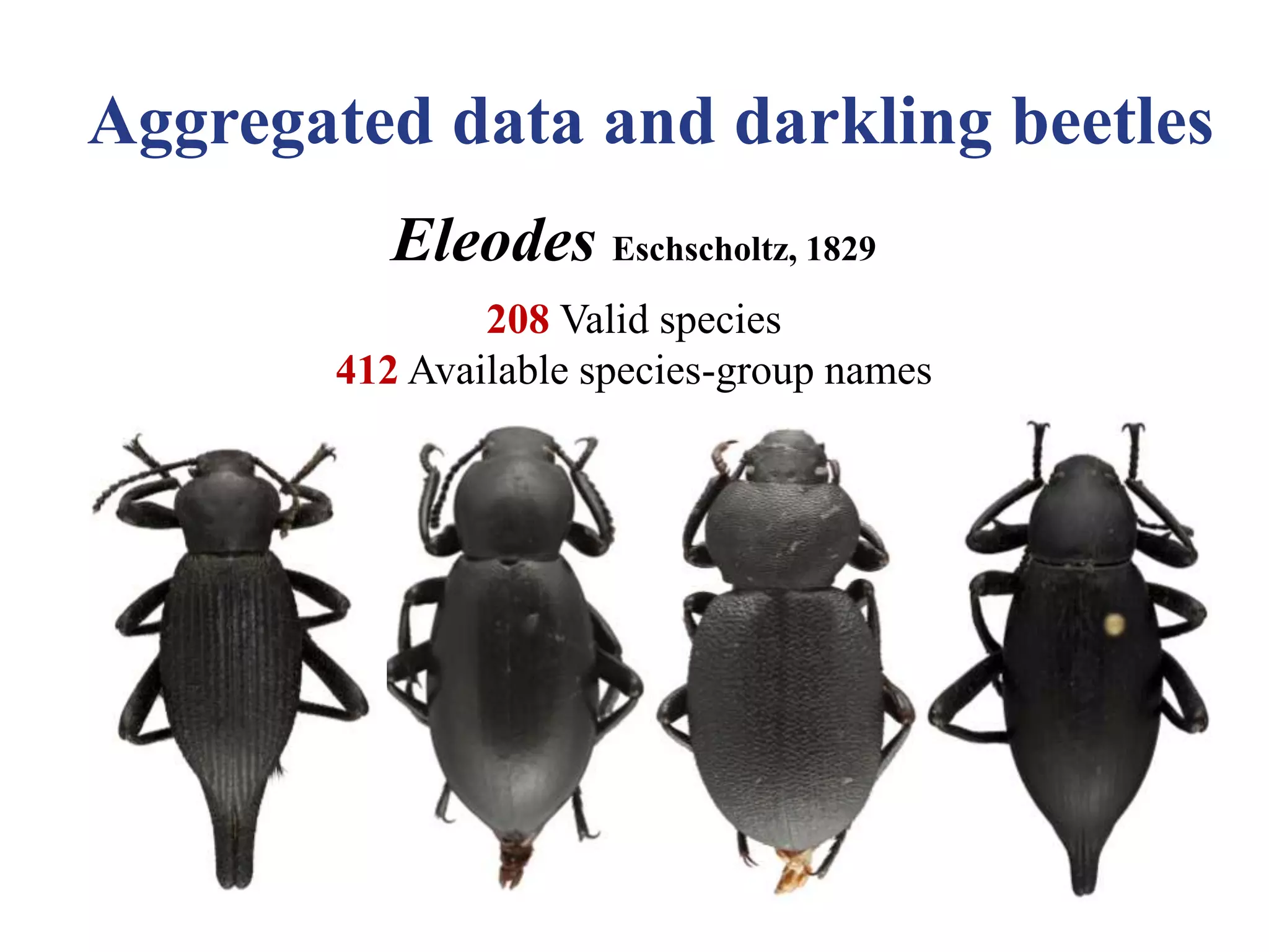 Aggregated data and darkling beetles
Eleodes Eschscholtz, 1829
208 Valid species
412 Available species-group names
 