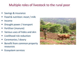 Animal breeding for reduced poverty and improved food security in developing countries