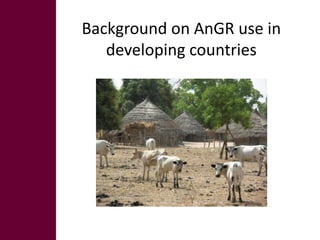 Animal breeding for reduced poverty and improved food security in developing countries