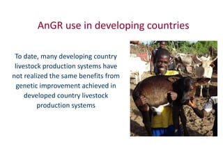 Animal breeding for reduced poverty and improved food security in developing countries