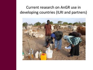 Animal breeding for reduced poverty and improved food security in developing countries