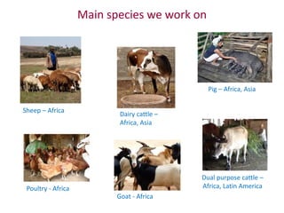 Animal breeding for reduced poverty and improved food security in developing countries