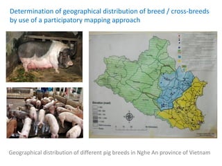 Animal breeding for reduced poverty and improved food security in developing countries
