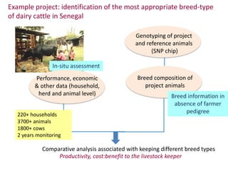 Animal breeding for reduced poverty and improved food security in developing countries