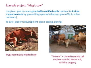 Animal breeding for reduced poverty and improved food security in developing countries