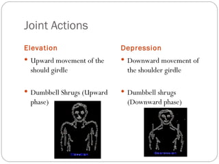 Joint Actions Elevation Depression Upward movement of the should girdle Dumbbell Shrugs (Upward phase) Downward movement of the shoulder girdle Dumbbell shrugs (Downward phase) 