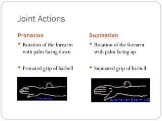 Joint Actions Pronation  Supination Rotation of the forearm with palm facing down Pronated grip of barbell Rotation of the forearm with palm facing up Supinated grip of barbell 