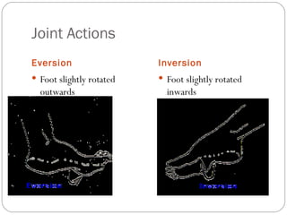 Joint Actions Eversion Inversion Foot slightly rotated outwards Foot slightly rotated inwards 