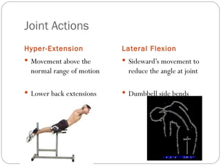 Joint Actions Hyper-Extension Lateral Flexion Movement above the normal range of motion Lower back extensions Sideward’s movement to reduce the angle at joint Dumbbell side bends 