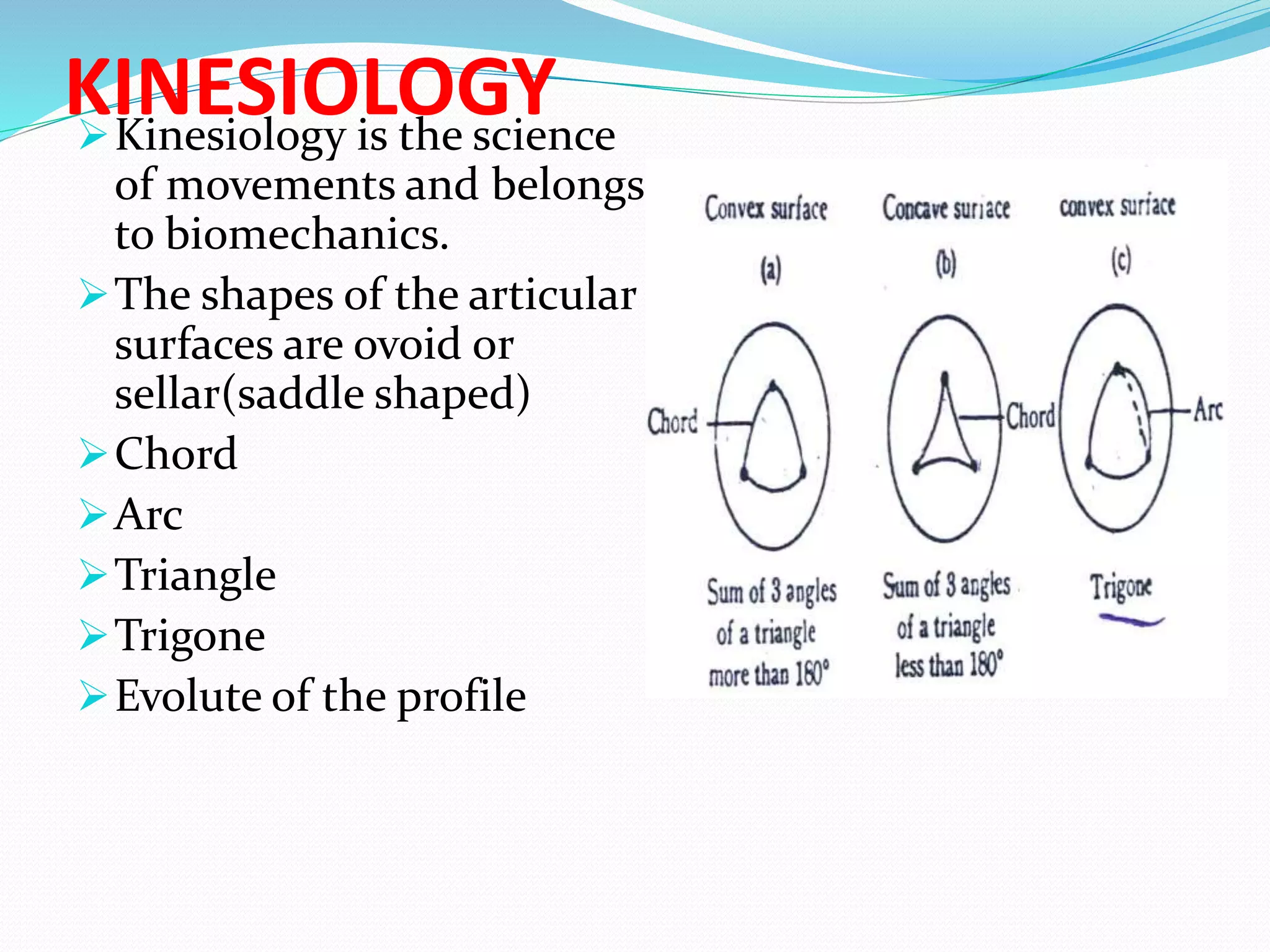 KINESIOLOGYKinesiology is the science
of movements and belongs
to biomechanics.
The shapes of the articular
surfaces are ovoid or
sellar(saddle shaped)
Chord
Arc
Triangle
Trigone
Evolute of the profile
 