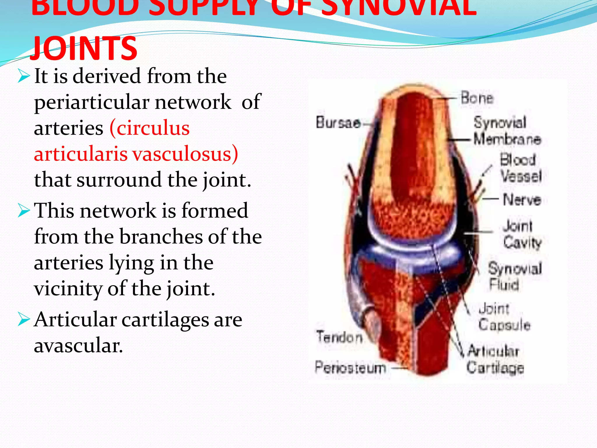 BLOOD SUPPLY OF SYNOVIAL
JOINTS
It is derived from the
periarticular network of
arteries (circulus
articularis vasculosus)
that surround the joint.
This network is formed
from the branches of the
arteries lying in the
vicinity of the joint.
Articular cartilages are
avascular.
 