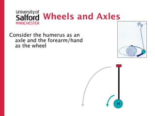 Wheels and Axles

Consider the humerus as an
  axle and the forearm/hand
  as the wheel




                              H
 