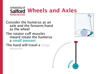 Wheels and Axles

Consider the humerus as an
  axle and the forearm/hand
  as the wheel
The rotator cuff muscles
  inward rotate the humerus
  a small amount
The hand will travel a large
  amount




                               H
 