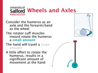 Wheels and Axles

Consider the humerus as an
  axle and the forearm/hand
  as the wheel
The rotator cuff muscles
  inward rotate the humerus
  a small amount
The hand will travel a large
  amount
A little effort to rotate the
  humerus, results in a
  signiﬁcant amount of
  movement at the hand
                                H
 