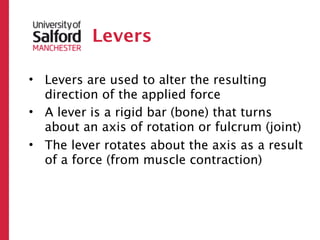 Levers

• Levers are used to alter the resulting
  direction of the applied force
• A lever is a rigid bar (bone) that turns
  about an axis of rotation or fulcrum (joint)
• The lever rotates about the axis as a result
  of a force (from muscle contraction)
 