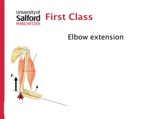 First Class

             Elbow extension




F




    A
         R
 