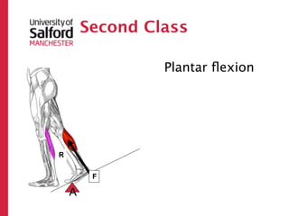 Second Class

                 Plantar ﬂexion




R


         F

    A
 