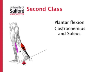 Second Class

                 Plantar ﬂexion
                 Gastrocnemius
                   and Soleus



R


         F

    A
 