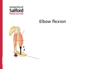 Elbow ﬂexion
Third Class


     F



 A
          R
 