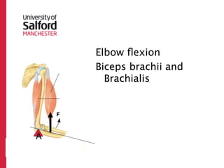 Elbow ﬂexion
Third Class   Biceps brachii and
                Brachialis


     F



 A
          R
 
