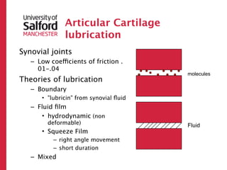 Articular Cartilage
              lubrication
Synovial joints
   – Low coefficients of friction .
     01-.04
                                        molecules
Theories of lubrication
   – Boundary
      • "lubricin" from synovial ﬂuid
   – Fluid ﬁlm
      • hydrodynamic (non
        deformable)                     Fluid
      • Squeeze Film
          – right angle movement
          – short duration
   – Mixed
 